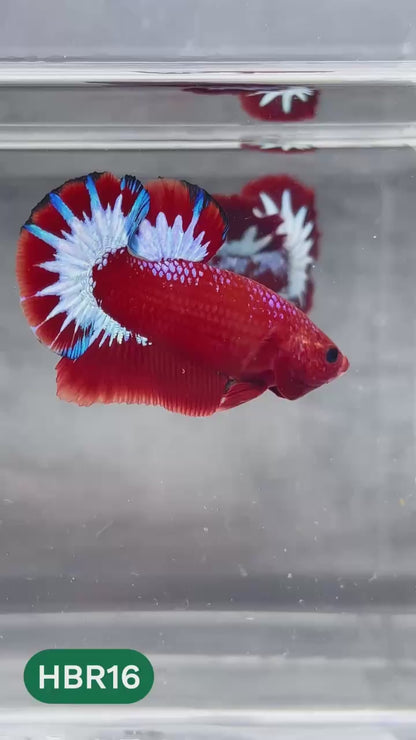 Hellboy Plakat Male Betta Fish | Order Directly From Farm | You Pick Fish