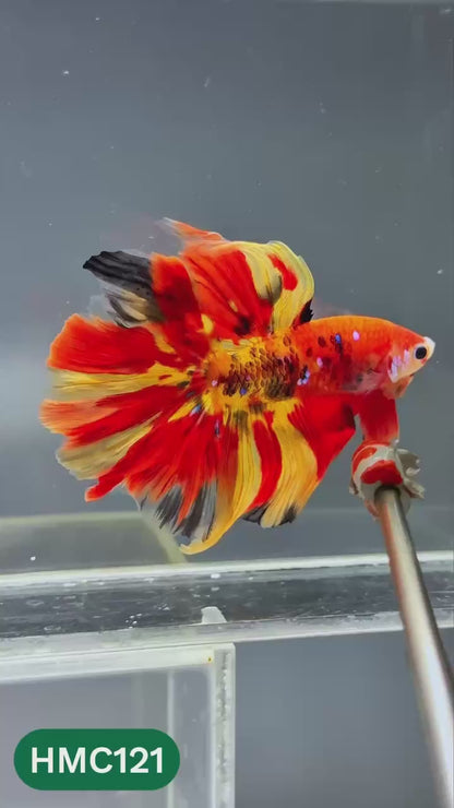 Multicolor Halfmoon Male Betta Fish | Order Directly From Farm | You Pick Fish