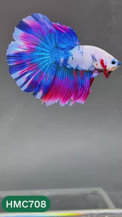 Multicolor Halfmoon Male Betta Fish | High Grade | Order Directly From Farm |  You Pick Fish |