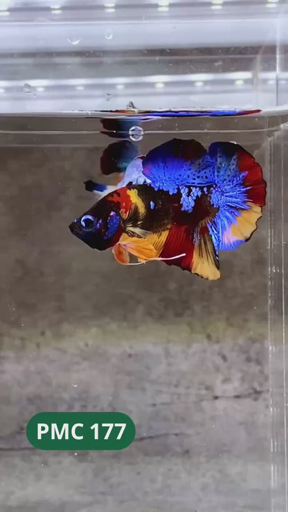 Multicolor Plakat Male Betta Fish |Show Grade|  You Pick Fish
