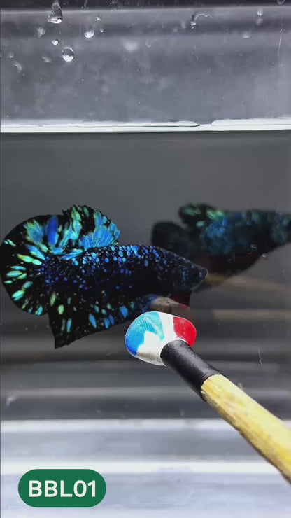 Black Star Nebula Plakat Male Betta | You Pick Betta | High Grade
