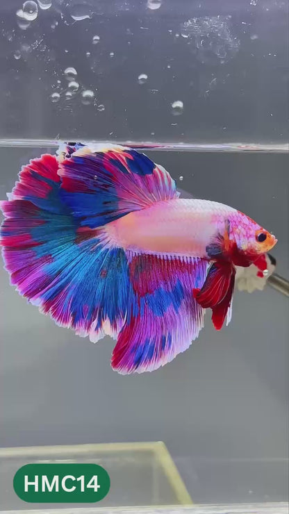 Multicolor Halfmoon Male Betta Fish | High Grade | Order Directly From Farm |  You Pick Fish |