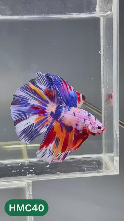 Multicolor Halfmoon Male Betta Fish | High Grade | Order Directly From Farm |  You Pick Fish |