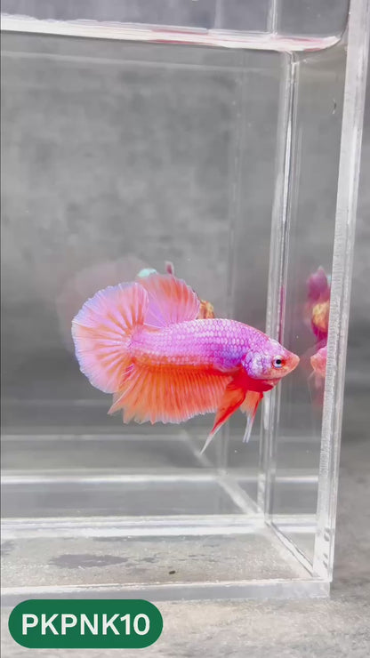 Pink Plakat Male Betta Fish | You Pick Fish | Rare Color