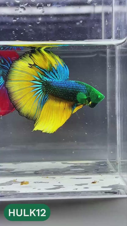 Black Hulk Halfmoon Male Betta Fish | You Pick Fish