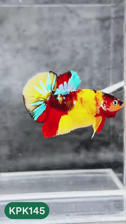 Multicolor Yellow Base Plakat Male Betta Fish | Order Directly From Farm |  You Pick Fish