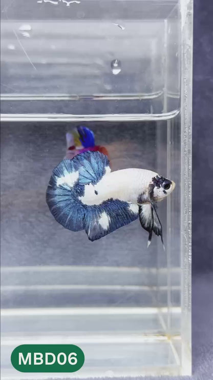 Blue Marble Dot Plakat Male Betta Fish | You Pick Fish