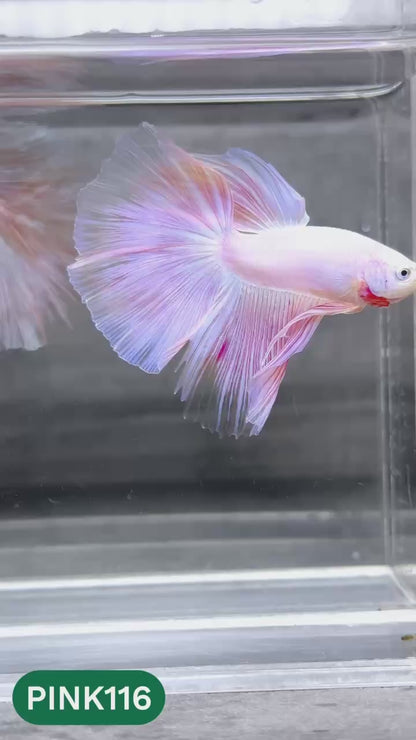 Pink Halfmoon Male Betta Fish | You Pick Fish | Order Directly From Farm