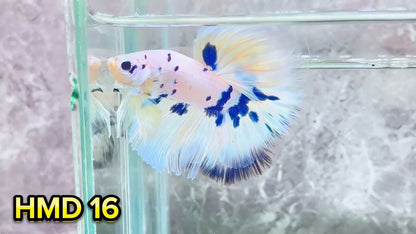 Blue Marble Dot Halfmoon Male Betta Fish | Order Directly From Farm | You Pick Fish