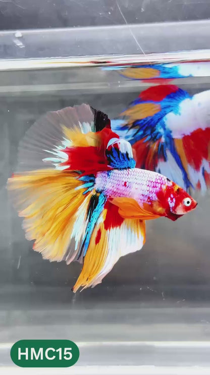 Multicolor Halfmoon Male Betta Fish | High Grade | Order Directly From Farm |  You Pick Fish |