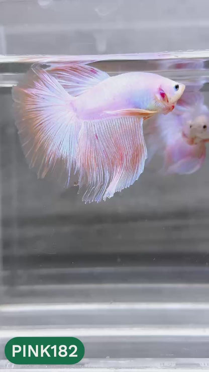 Pink Halfmoon Male Betta Fish | You Pick Fish | Order Directly From Farm