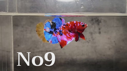 Multicolor Plakat Male Betta Fish |Show Grade|  You Pick Fish