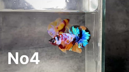 Multicolor Plakat Male Betta Fish |Show Grade|  You Pick Fish