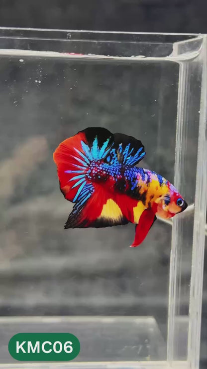 Multicolor Yellow Base Plakat Male Betta Fish | Order Directly From Farm |  You Pick Fish