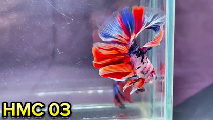 Multicolor Halfmoon Male Betta Fish | High Grade | Order Directly From Farm|  You Pick Fish |