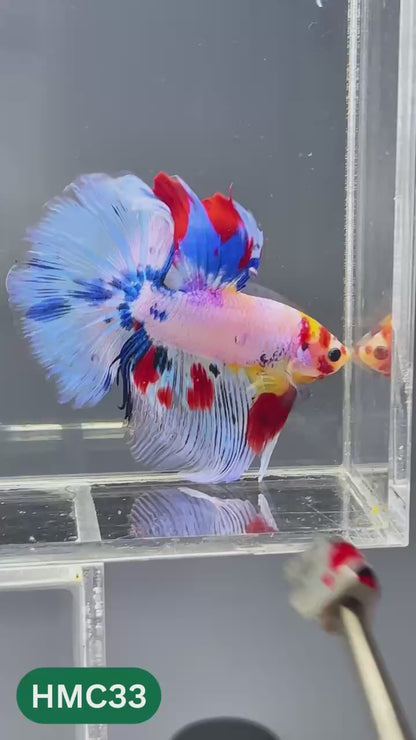 Multicolor Halfmoon Male Betta Fish | High Grade | Order Directly From Farm |  You Pick Fish |