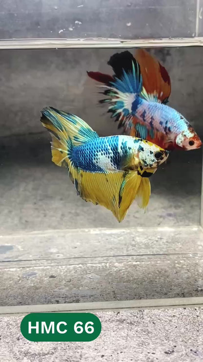 Multicolor Halfmoon Male Betta Fish | High Grade | Order Directly From Farm |  You Pick Fish |