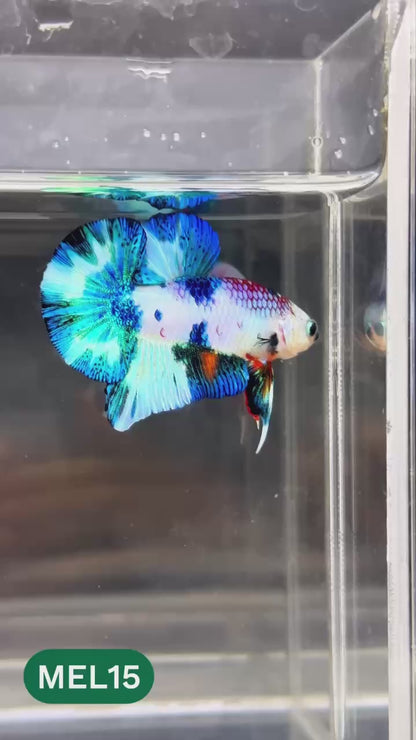Metallic Plakat Betta Fish | You Pick Betta | Show Grade