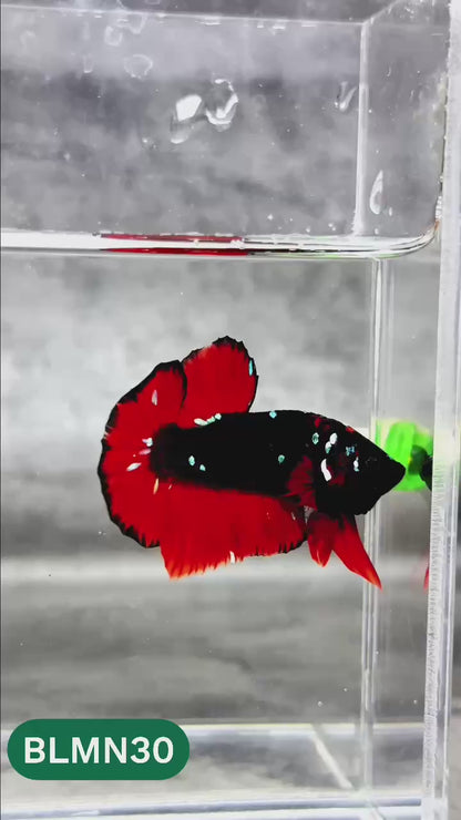 Dark Flame Hellfire Plakat Male Betta Fish | You Pick Fish | Rare Betta