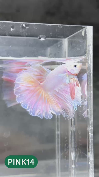 Pink Halfmoon Male Betta Fish | You Pick Fish | Order Directly From Farm