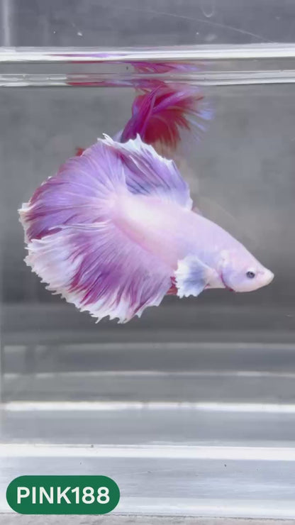 Pink Halfmoon Male Betta Fish | You Pick Fish | Order Directly From Farm