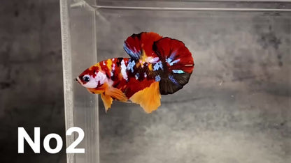 Multicolor Plakat Male Betta Fish |Show Grade|  You Pick Fish