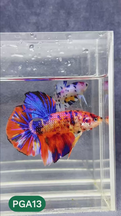 King Giant Plakat Male Betta Fish | You Pick Fish | High Grade