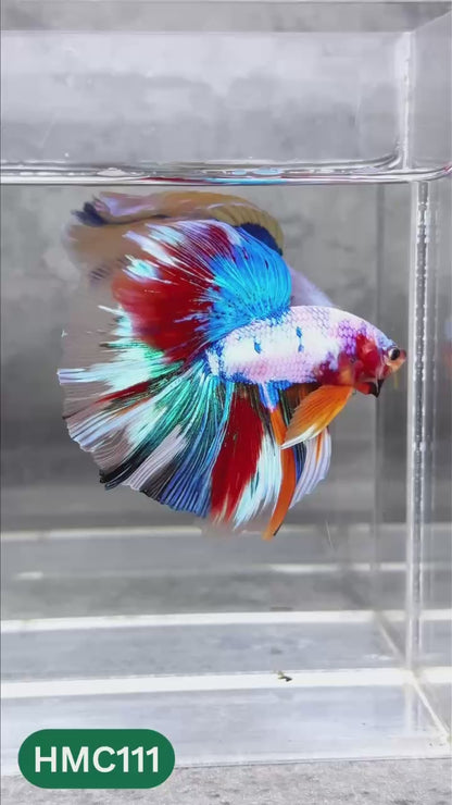 Multicolor Halfmoon Male Betta Fish | High Grade | Order Directly From Farm |  You Pick Fish |