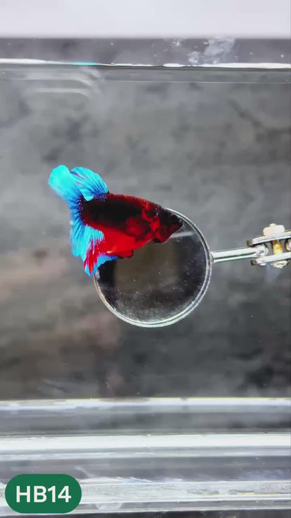 Hellboy Plakat Male Betta Fish | Order Directly From Farm | You Pick Fish