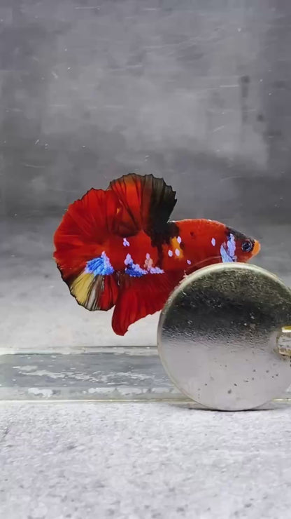 Multicolor Plakat Male Betta Fish |Show Grade|  You Pick Fish