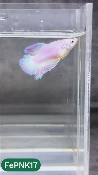 Pink Halfmoon Female Betta Fish | You Pick Fish | Rare Color