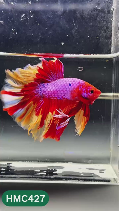 Nemo Halfmoon Male Betta Fish | Order Directly From Farm | You Pick Fish