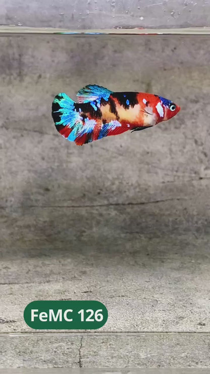 Multicolor Female Betta Fish | You Pick Fish | High Grade
