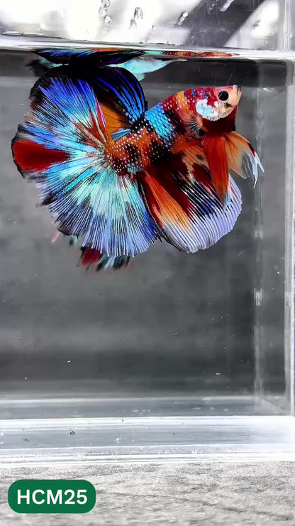 Multicolor Halfmoon Male Betta Fish | High Grade | Order Directly From Farm |  You Pick Fish |