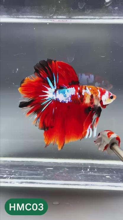 Multicolor Halfmoon Male Betta Fish | High Grade | Order Directly From Farm |  You Pick Fish |