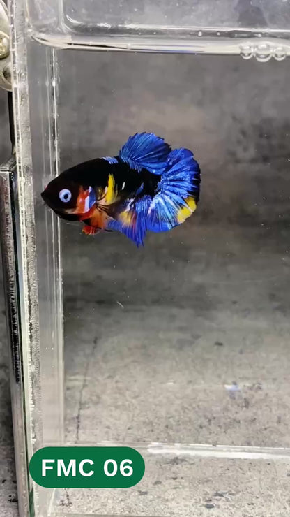 Multicolor Female Betta Fish | You Pick Fish | High Grade