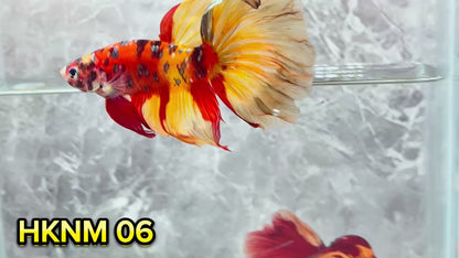 Nemo Halfmoon Male Betta Fish | Order Directly From Farm | You Pick Fish