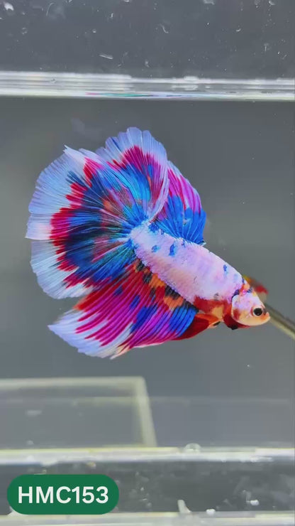 Multicolor Halfmoon Male Betta Fish | Order Directly From Farm | You Pick Fish