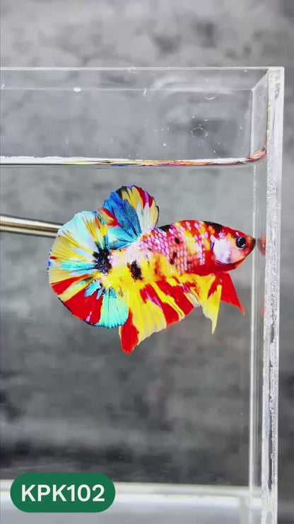 Multicolor Yellow Base Plakat Male Betta Fish | Order Directly From Farm |  You Pick Fish