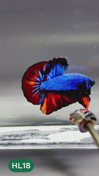 Dark Flame Hellfire Plakat Male Betta Fish | You Pick Fish | Exotic Betta