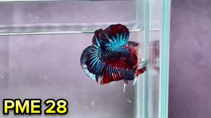 Metallic Plakat Betta Fish | You Pick Betta | Show Grade