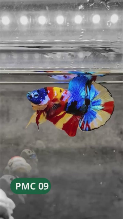 Multicolor Plakat Male Betta Fish |Show Grade|  You Pick Fish