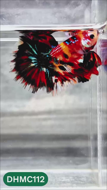 Multicolor Halfmoon Male Betta Fish | Order Directly From Farm | You Pick Fish