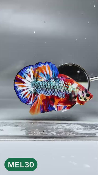 Multicolor Metallic Plakat Male Betta Fish | You Pick Fish | Exclusive Grade