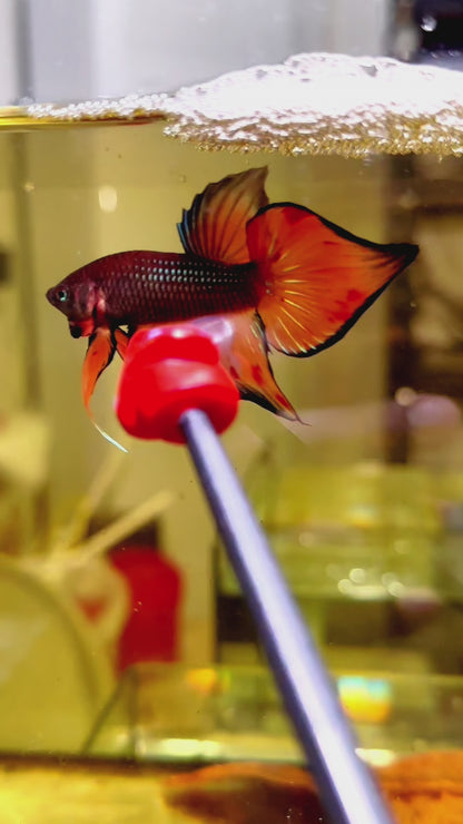 Orange Wild Betta Splendens Hybrid Male