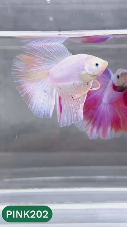 Pink Halfmoon Male Betta Fish | You Pick Fish | Order Directly From Farm