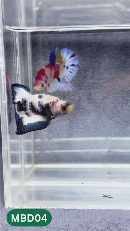 Blue Marble Dot Plakat Male Betta Fish | You Pick Fish