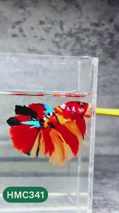 Multicolor Halfmoon Male Betta Fish | High Grade | Order Directly From Farm |  You Pick Fish |