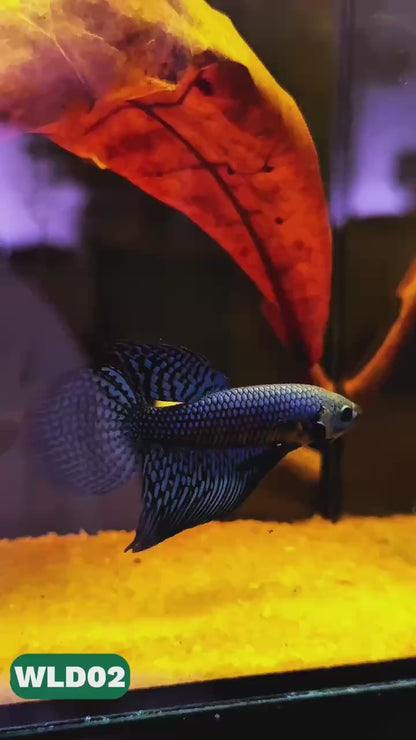 Wild Alien Male Betta Fish | You Pick Fish