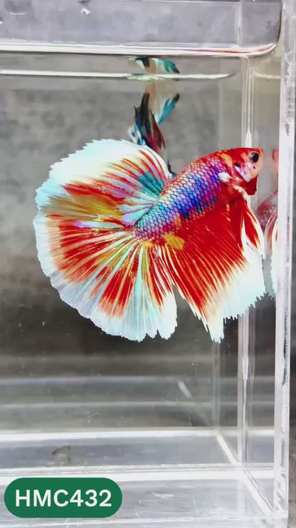 Multicolor Halfmoon Male Betta Fish | Order Directly From Farm | You Pick Fish